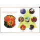 Verbena & Leongrass Aroma Oil (Maya) - 30ml. Verbena & Leongrass Aroma Oil (Maya) - 30ml.