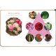 Maya Lover Aroma Oil (Maya) - 30ml.