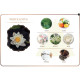 White Lotus Aroma Oil (Maya) - 30ml. White Lotus Aroma Oil (Maya) - 30ml.