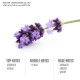 Lavender Aromatherapy Reed Diffuser (Siam Aroma) - 50 ml. Lavender Aromatherapy Reed Diffuser (Siam Aroma) - 50 ml.